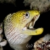 moray_fimbriated_eri_sari_h_0049_mal0958.jpg
